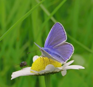motyl-freja.jpg